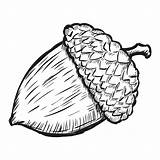 Printable Acorn Coloring Pages sketch template