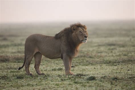 African Lions Threatened By Growing Illegal Trade in Teeth, Claws