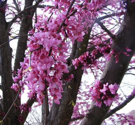 3-24-09 - Plum blossoms | These plum blossoms are a deeper c… | Flickr