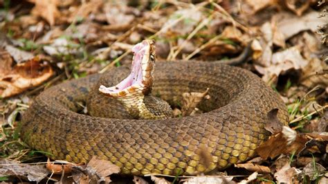 Your guide to the six venomous snakes in the Carolinas | wcnc.com