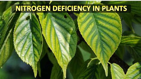 Nitrogen Deficiency in Plants | Free Biology Notes - Rajus Biology