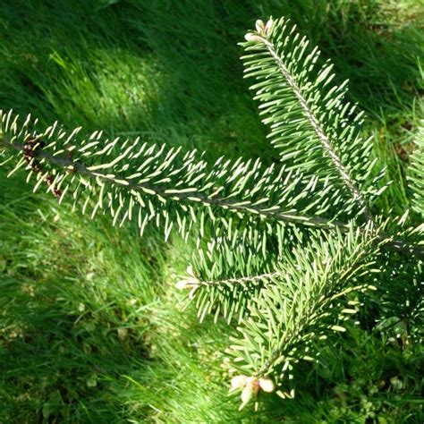 Buy Balsam Fir (Abies Balsamea) 15 seeds online :: Seeds :: HobbySeeds ...