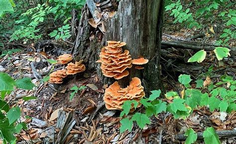 Chicken Of The Woods: All You Need To Know - MushroomStalkers