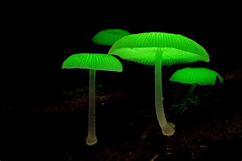 Bioluminescent mushrooms - Most fascinating natural phenomena