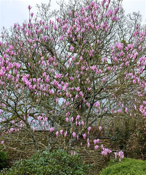 How to plant a magnolia tree: an easy step-by-step guide | Gardeningetc