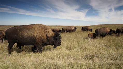 Bison, Theodore Roosevelt National Park – America's Holy Ground & Sacred Sites