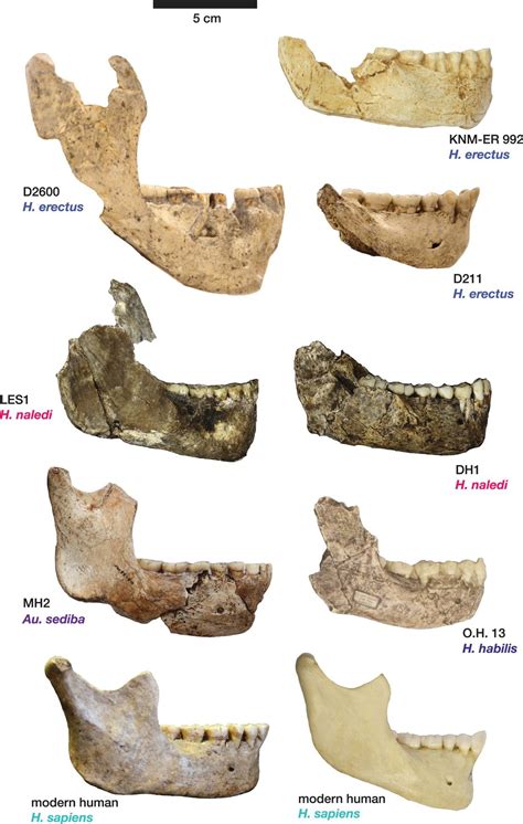 Pin on Early Hominids