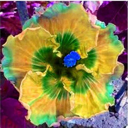 Hibiscus Flower Seeds 100 OutletTrends.com Free Shipping Up to 70% OFF