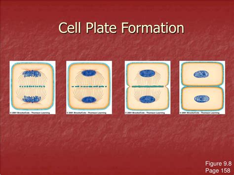 PPT - Cell Division and Mitosis PowerPoint Presentation, free download ...