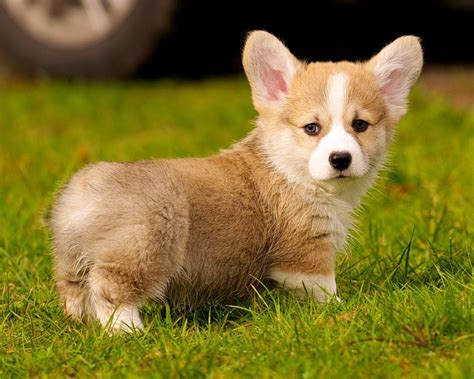 A corgi meeting a baby pig. | Chien corgi, Animaux les plus mignons, Bébé corgi