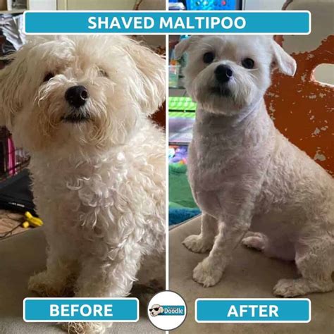 Maltipoo Haircuts Before And After