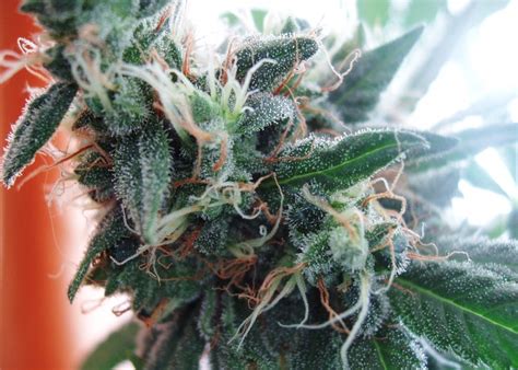 The Best Hybrid Cannabis Strains - Alternative Health eMall - Health Tips