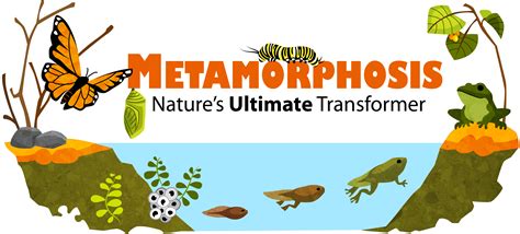 Metamorphosis | Ask A Biologist