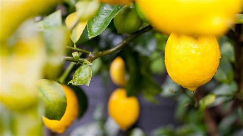 Why are my lemon tree leaves turning yellow? | Homes & Gardens