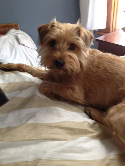 √70以上 norfolk terrier border terrier yorkie mix 189320