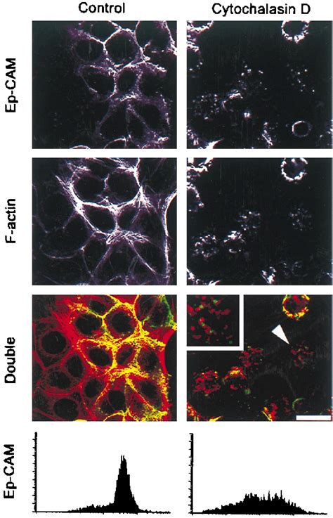 Effect of cytochalasin D on the actin cytoskeleton and the subcellular... | Download Scientific ...