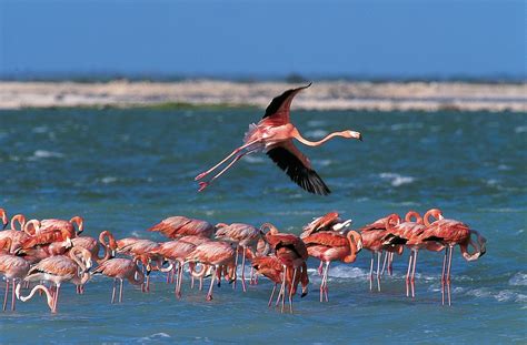 Bonaire Dutch Antilles, Caribbean - for the flamingos (gasp!) diving ...