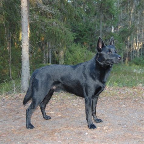 Kelpie | Perro de pastoreo, Perros pastores, Razas caninas