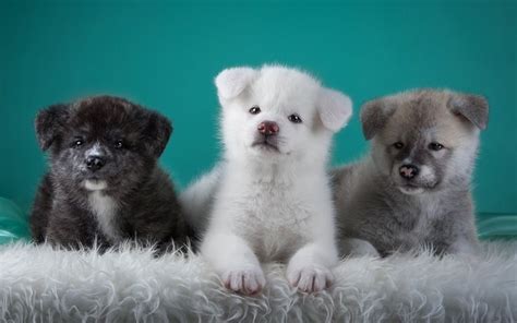 Download wallpapers three, dog, animal, cute, puppy, photo for desktop ...