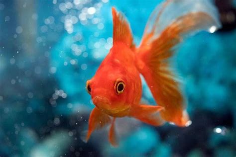 Various Type of Ornamental Fish You Need to Consider Raising ...