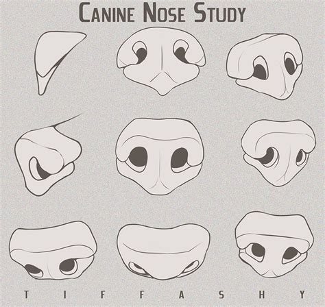 Canine/Wolf/Dog Nose Study - 2017 by TIFFASHY.deviantart.com on ...