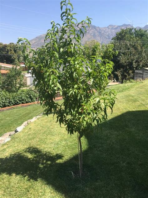 Elberta Peach Trees for Sale – FastGrowingTrees.com