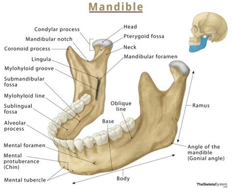 Mandible (Lower Jaw Bone) – Location, Functions, & Anatomy