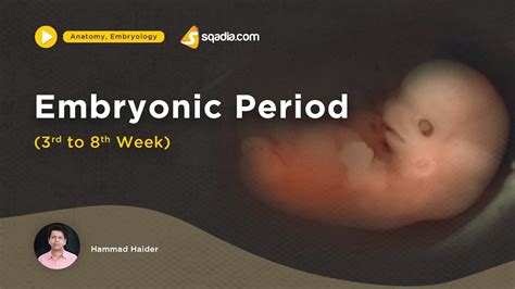 Embryonic Period | 3rd to 8th week | Medical Embryology Lecture | Fetus Development - YouTube