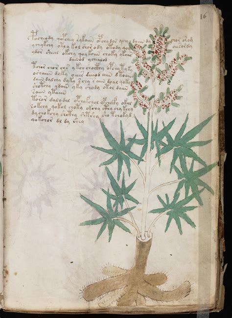 THE BOOK THAT CANNOT BE READ: VOYNICH MANUSCRIPT (met afbeeldingen)