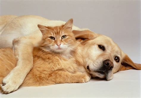 Cute Cats and Dogs Wallpaper (54+ images)