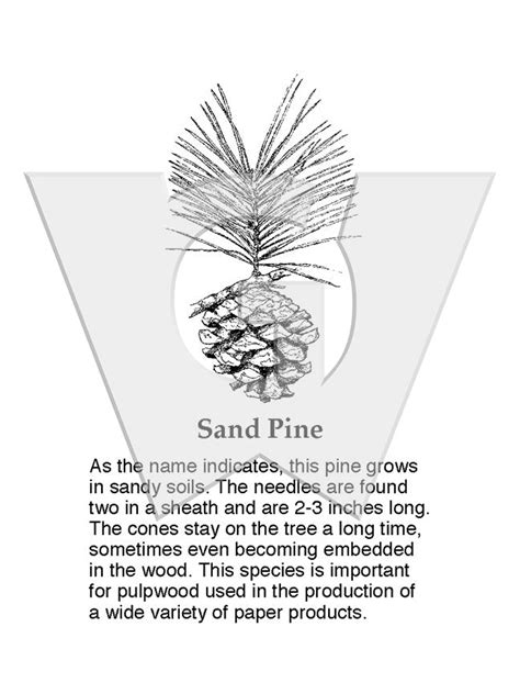 Sand Pine – Wilderness Graphics, Inc.