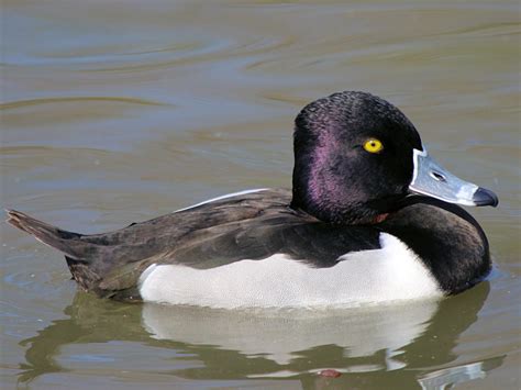 TYPES OF DIVING DUCK SPECIES - WWT SLIMBRIDGE