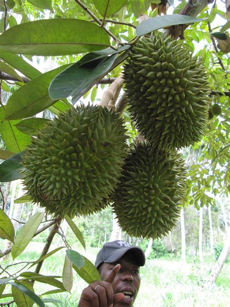 The Technique Of Planting Crops Fruit Durian In A Pot | Hydroponics For ...