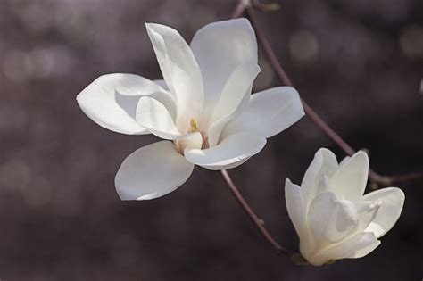 Interesting Meaning and Symbolism of a Magnolia Flower - Gardenerdy | Magnolia flower, Flower ...