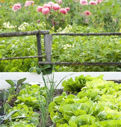 How to Benefit from Intercropping Techniques in Gardening - Green Lawn Cares