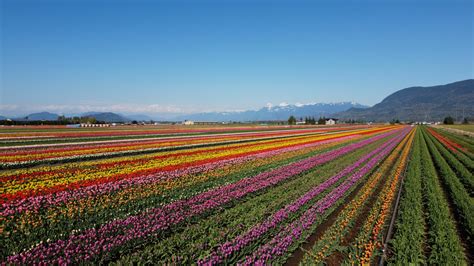 Abbotsford Tulip Festival returning next week