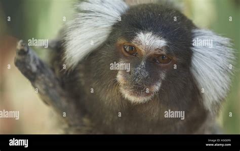 Common Marmoset at its habitat Stock Photo - Alamy