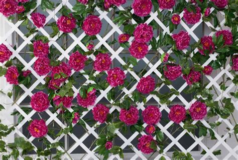 17 Lattice Fence Examples (AWESOME WAYS TO USE) - Love Home Designs