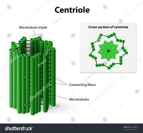 Cross Section Centriole Nine Triplet Microtubules Stock Vector ...