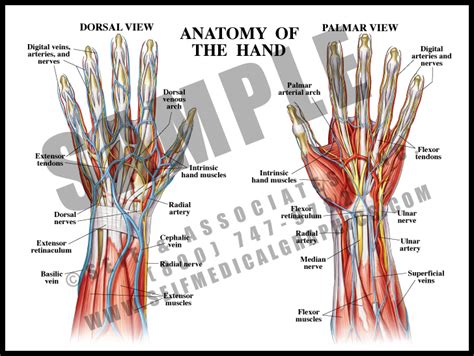 Hand And Wrist Anatomy Poster | ubicaciondepersonas.cdmx.gob.mx