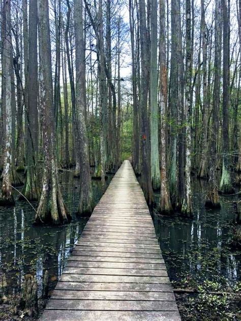 Chicot State Park Louisiana #hiking #camping #outdoors #nature #travel #backpacking #adventure # ...