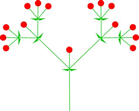 What is the Difference Between Racemose and Cymose Inflorescence | Compare the Difference ...