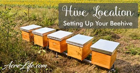 Where Do I Place The Hive? - Acre Life Bee Hive Location