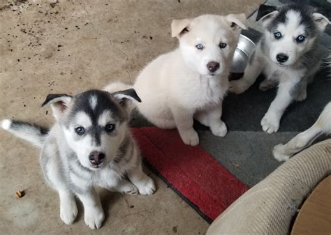 Siberian Husky puppies 2 months old | Siberian husky, Wolf husky, Husky