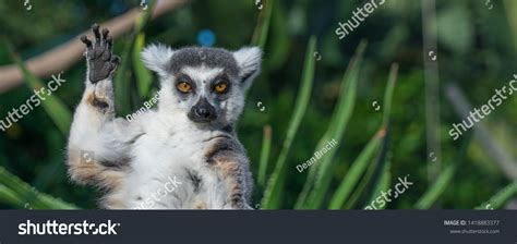 9,832 Funny lemur Images, Stock Photos & Vectors | Shutterstock