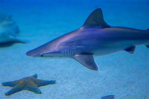 Shark Underwater Free Stock Photo - Public Domain Pictures