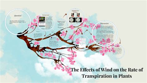 The Effects of Wind on the Rate of Transpiration in Plants by Katie ...