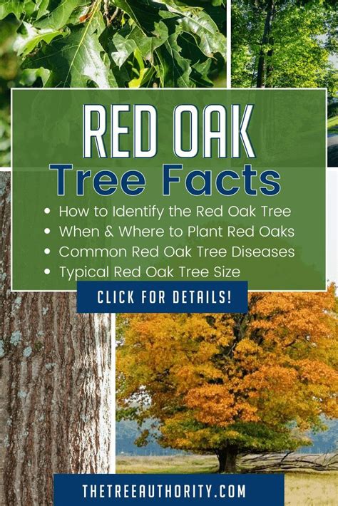 Red Oak Tree Facts (Quercus rubra) in 2022 | Red oak tree, Oak tree ...