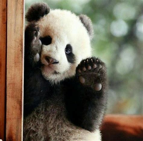 Pin by adityaningrumpd on Cute | Cute panda, Panda, Panda bear