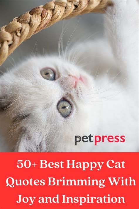 50+ Best Happy Cat Quotes Brimming With Joy and Inspiration